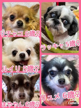 🐾今日の里親様募集中ワンコ🐶メンバーです🐾2023,3,4【保護犬カフェ天神橋店】